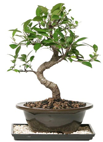 Altn kalite Ficus S bonsai  Ankaraya iek yolla  Sper Kalite