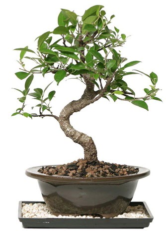 Alt�n kalite Ficus S bonsai  Ankaraya �i�ek yolla  S�per Kalite
