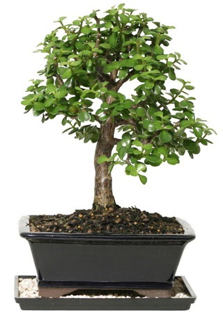 15 cm civar Zerkova bonsai bitkisi  Ankara anneler gn iek yolla 