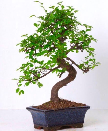 S gvdeli bonsai minyatr aa japon aac  Ankara nternetten iek siparii 