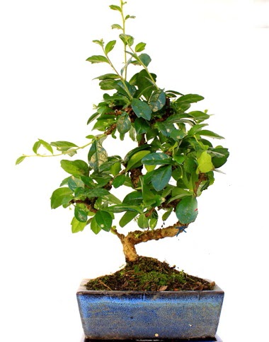 Bonsai Minyat�r A�a� Bonzai S G�vde  Ankara hediye sevgilime hediye �i�ek 