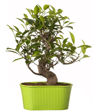 Ficus S g�vdeli muhte�em bonsai  Ankara anneler g�n� �i�ek yolla 