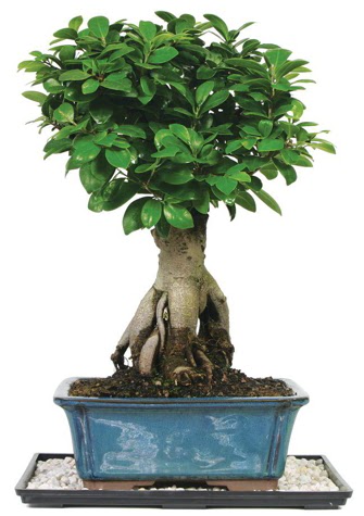 Bonsai Ginsing Grafted Ficus Bonsai  Ankara �i�ek g�nderme 