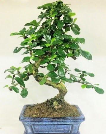 Zelkova S g�vdeli Minyat�r a�a� Bonzai  Ankara �i�ek�i telefonlar� 