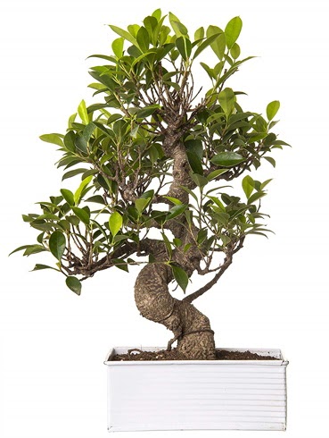 Exotic Green S G�vde 6 Year Ficus Bonsai  Ankara �nternetten �i�ek sipari�i 
