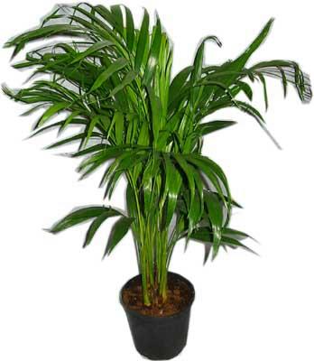  Ankara internetten �i�ek sipari�i  Areca palm  
