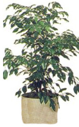  Ankara �i�ek servisi , �i�ek�i adresleri  Ficus benjamin 