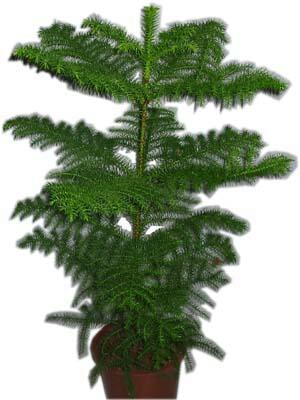 Ankara cicekciler , cicek siparisi  Araucaria 