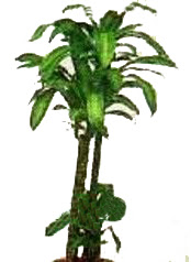 Ankara �i�ek yolla , �i�ek g�nder , �i�ek�i   Dracaena massengena