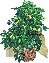  Ankara �i�ek servisi , �i�ek�i adresleri  Schefflera gold 