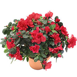 A�elya b�y�k boy (Rhodendron)