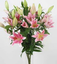  Ankara �i�ek sat���  5 Pembe lilyum kazablanka buket �i�ek modeli