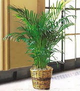  Ankara �i�ek ma�azas� , �i�ek�i adresleri  Areca Palm ithal kaliteli