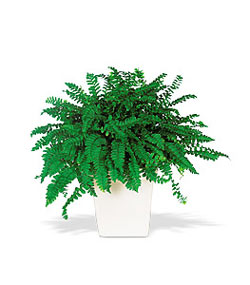  Ankara kaliteli taze ve ucuz �i�ekler  Decorative Fern ask merdiveni