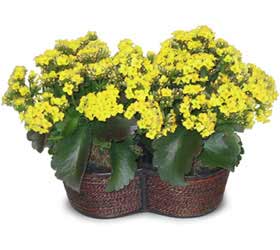  Ankara yurti�i ve yurtd��� �i�ek sipari�i  Double Kalanchoe sepette