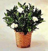  Ankara �i�ek�i ma�azas�  Gardenia Plant ithal saksi