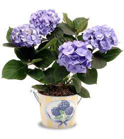  Ankara �i�ek sipari�i sitesi  Hydrangea Plant ortanca