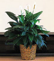  Ankara �i�ek�iler  Large Spathiphyllum