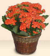  Ankara internetten �i�ek sipari�i  Large Kalanchoe in Basket