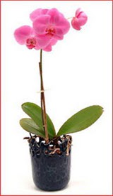  Ankara �i�ek sipari�i vermek  Phalaenopsis Orchid Plant