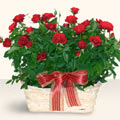  Ankarada �i�ek g�nderme sitemiz g�venlidir  11 adet kirmizi g�l sepette