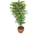 Ficus özel Starlight 1,75 cm   Ankara güvenli kaliteli hızlı çiçek 