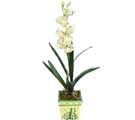 Özel Yapay Orkide Beyaz   Ankara uluslararası çiçek gönderme 