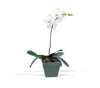 orkide saksi iegi  Ankara yurtii ve yurtd iek siparii 
