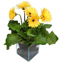 9 adet gerbera �i�egi ve cam tanzim  Ankara g�venli kaliteli h�zl� �i�ek 
