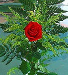 1 adet kirmizi g�l buketi   Ankara �i�ek ma�azas� , �i�ek�i adresleri 