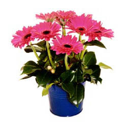 vazo i�erisinde gerbera �i�ekleri   Ankara kaliteli taze ve ucuz �i�ekler 