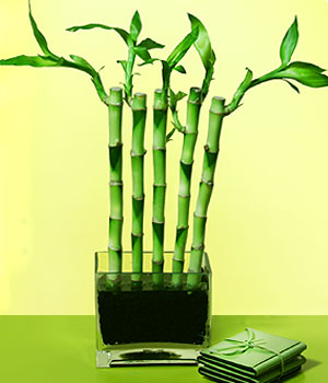  Ankara �i�ek�i ma�azas�  Bonsai 7 Yas civari