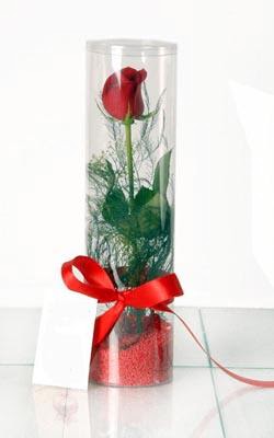  Ankara çiçek gönderme  Silindir vazoda tek kirmizi gül