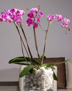  Ankara anneler günü çiçek yolla  2 dal orkide cam yada mika vazo içerisinde