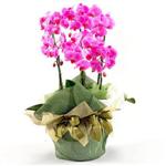  Ankarada çiçek gönderme sitemiz güvenlidir  2 dal orkide , 2 köklü orkide - saksi çiçegidir