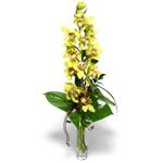  Ankara çiçek gönderme  1 dal orkide çiçegi - cam vazo içerisinde -
