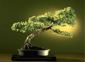 ithal bonsai saksi iegi  Ankara 14 ubat sevgililer gn iek 