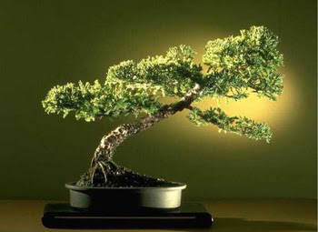 ithal bonsai saksi �i�egi  Ankara 14 �ubat sevgililer g�n� �i�ek 
