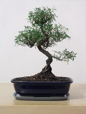 ithal bonsai saksi �i�egi  Ankara �i�ek ma�azas� , �i�ek�i adresleri 