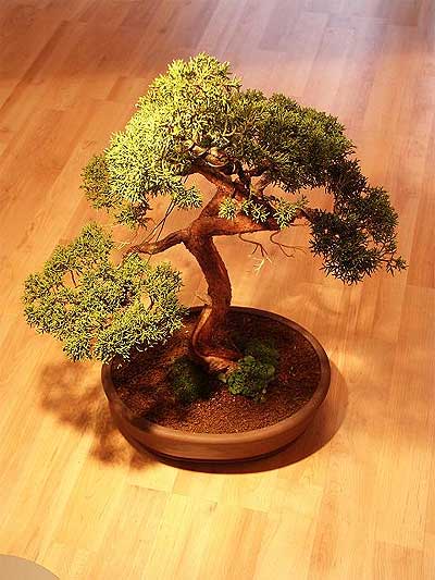 ithal bonsai saksi �i�egi  Ankara �i�ek sipari�i vermek 
