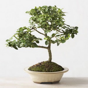 ithal bonsai saksi iegi  Ankara iekiler 