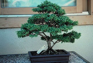 ithal bonsai saksi �i�egi  Ankara �i�ek�i ma�azas� 