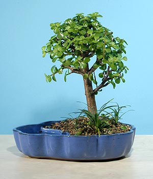 ithal bonsai saksi iegi  Ankara iek online iek siparii 
