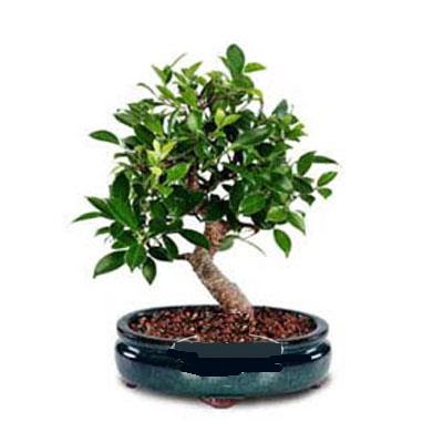 ithal bonsai saksi �i�egi  Ankara anneler g�n� �i�ek yolla 