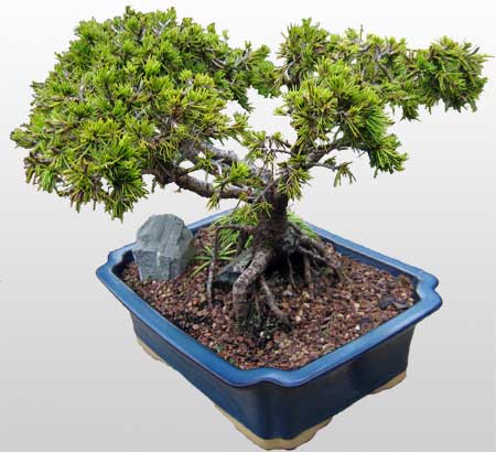ithal bonsai saksi �i�egi  Ankara 14 �ubat sevgililer g�n� �i�ek 