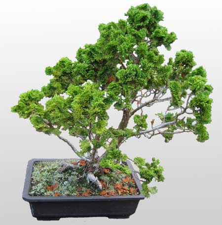 ithal bonsai saksi �i�egi  Ankarada �i�ek g�nderme sitemiz g�venlidir 