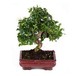 ithal bonsai saksi �i�egi  Ankara �i�ek sipari�i sitesi 