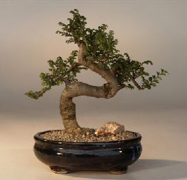 ithal bonsai saksi �i�egi  Ankara �i�ek�i ma�azas� 