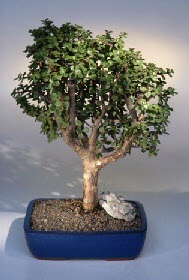  Ankara �i�ek�i telefonlar�  ithal bonsai saksi �i�egi  Ankara �i�ek online �i�ek sipari�i 