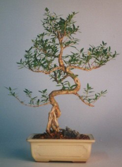  Ankara �i�ek , �i�ek�i , �i�ek�ilik  ithal bonsai saksi �i�egi  Ankara �i�ek ma�azas� , �i�ek�i adresleri 